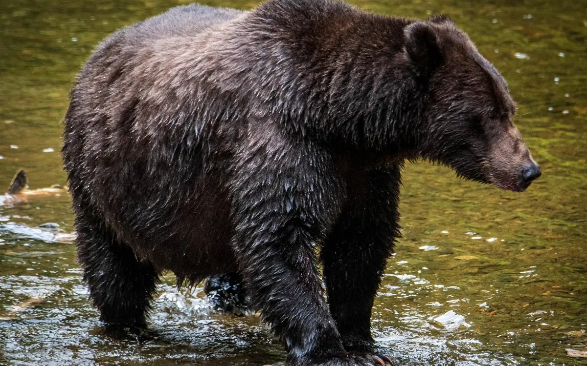 A brown bear walking through a shallow stream on Chichagof Island