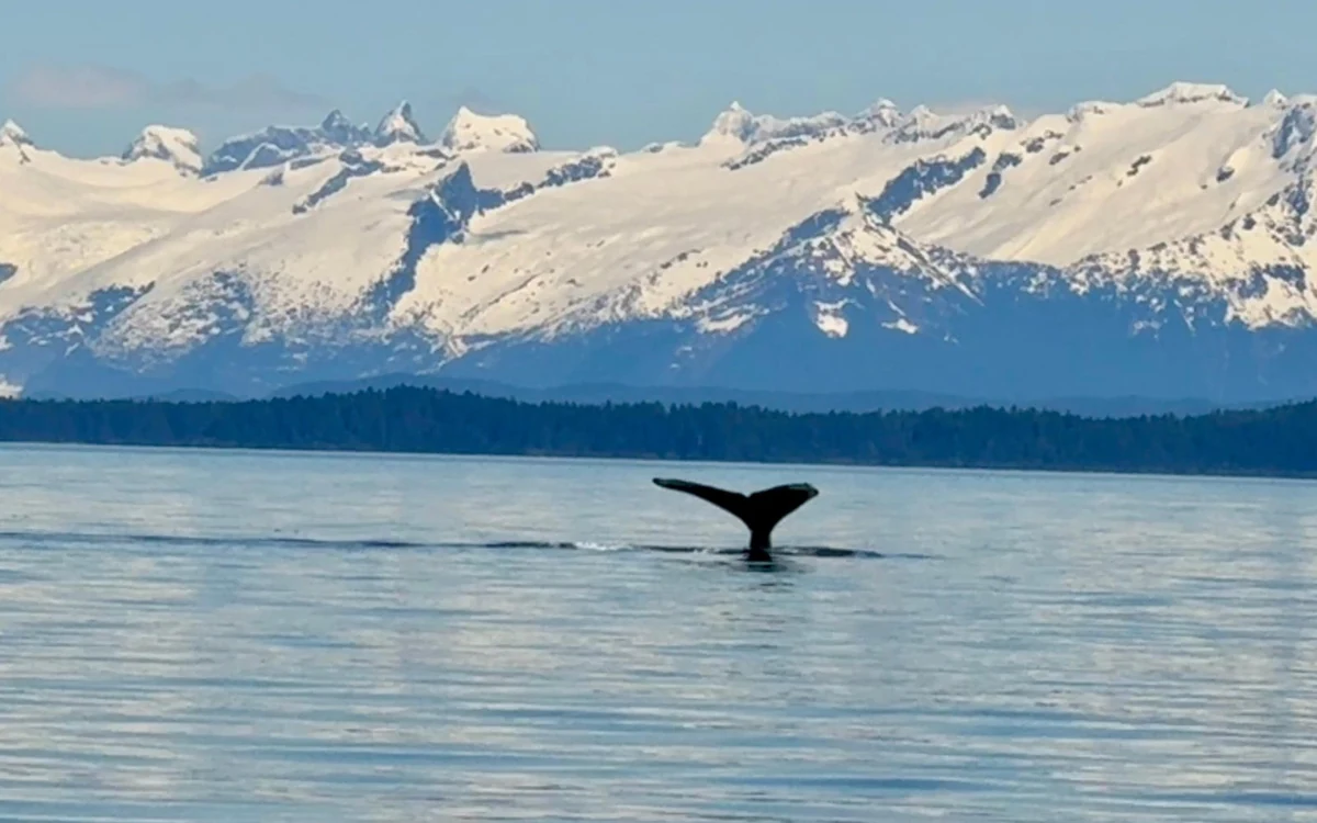 A humpback tail fluke raised on calm water in front of a long snow-covered mountain range