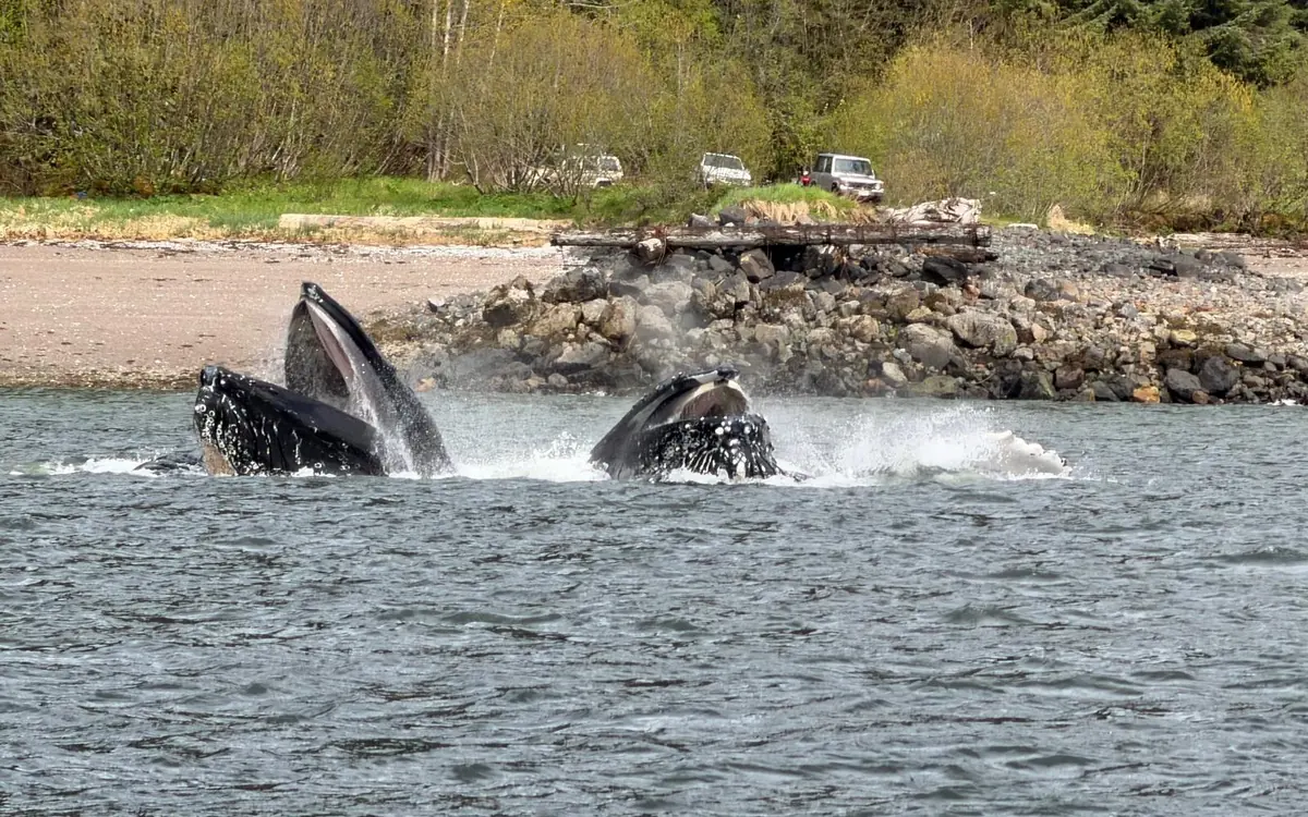 Humpback whales breaking the surface together close to a gravel beach