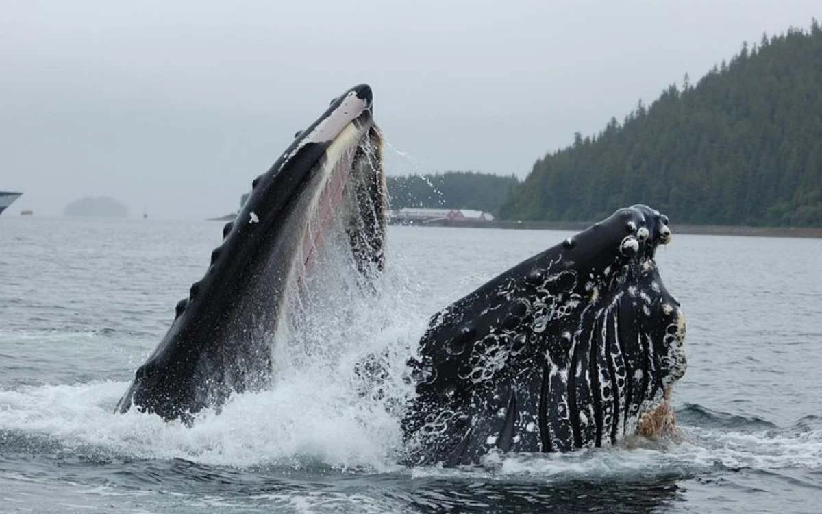 Two humpback whales lunge feeding at the surface of the Icy Strait