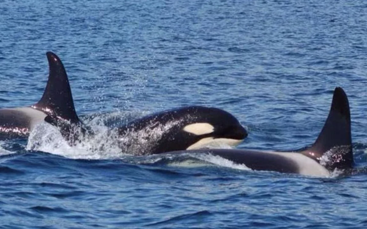 A pod of orcas at the surface of the water near Hoonah