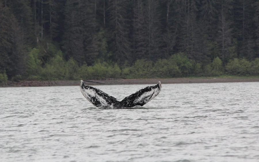 A humpback tail fluke above grey water with spruce forest behind