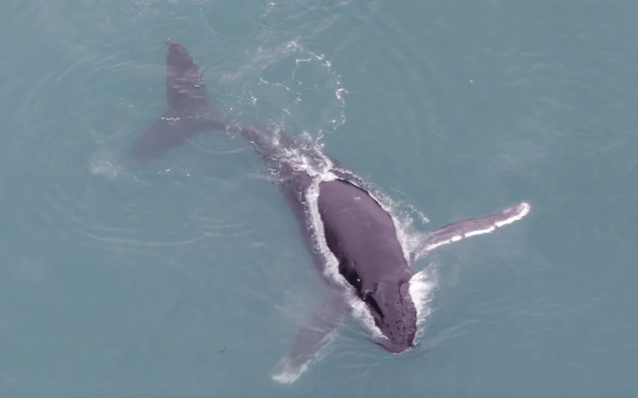 A humpback whale seen from directly above the water off Hoonah