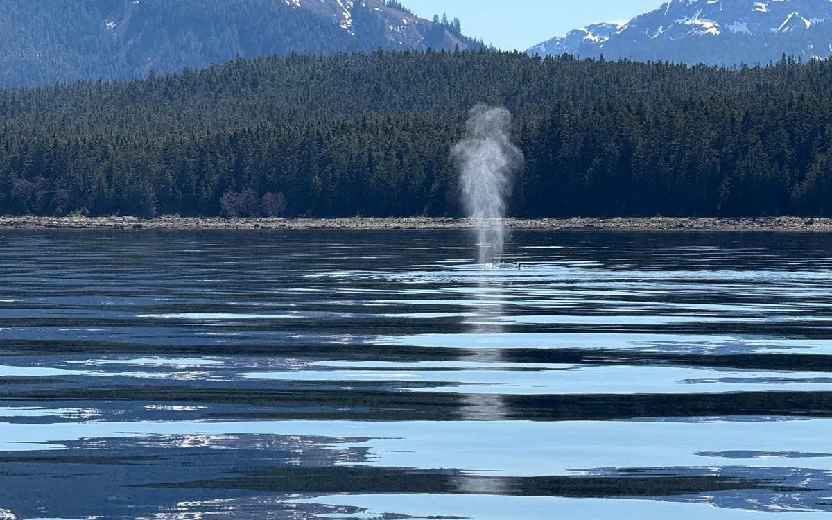 A whale spout rising from calm water with snowy mountains behind