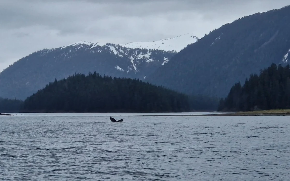A humpback tail fluke above grey water, with a forested headland and snow-streaked peaks behind it